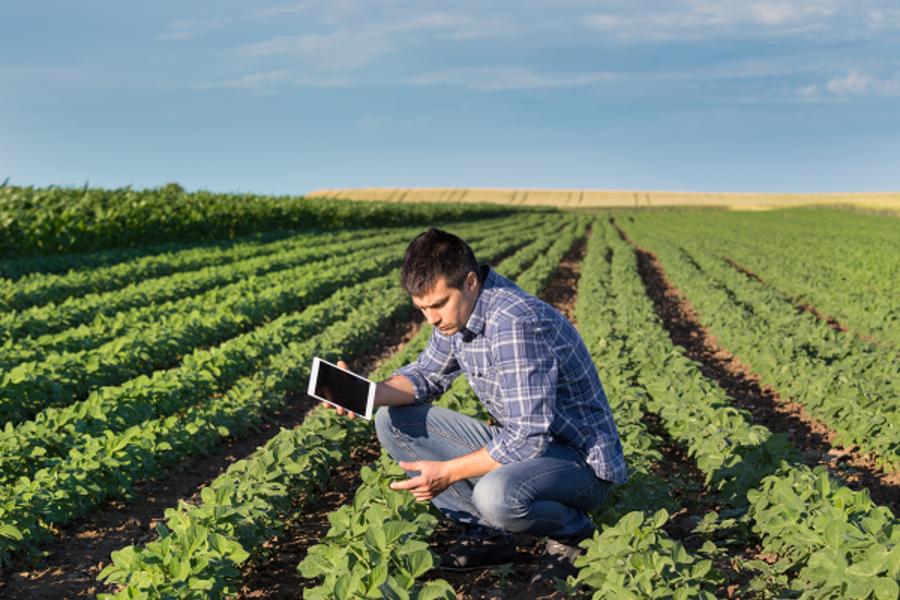 People working in a field